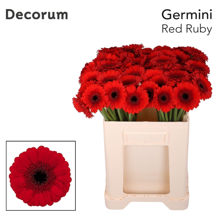 <h4>GE MI RED RUBY Emmer X60 met hoes</h4>