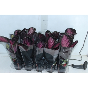 CALATHEA ROSEA PICTA CRIMSON P12