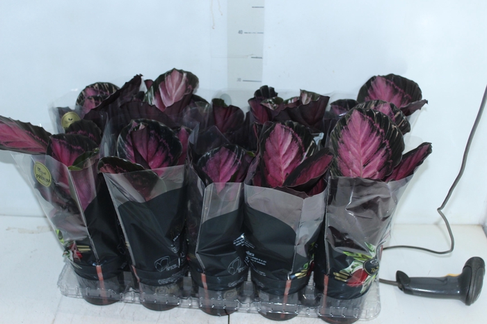 <h4>CALATHEA ROSEA PICTA CRIMSON P12</h4>