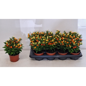 SOLAN PSEUDOCAPSIC