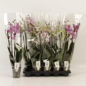 PHAL GEM