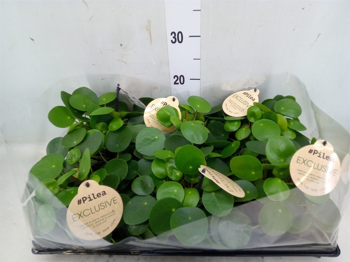 <h4>Pilea peperomoides</h4>