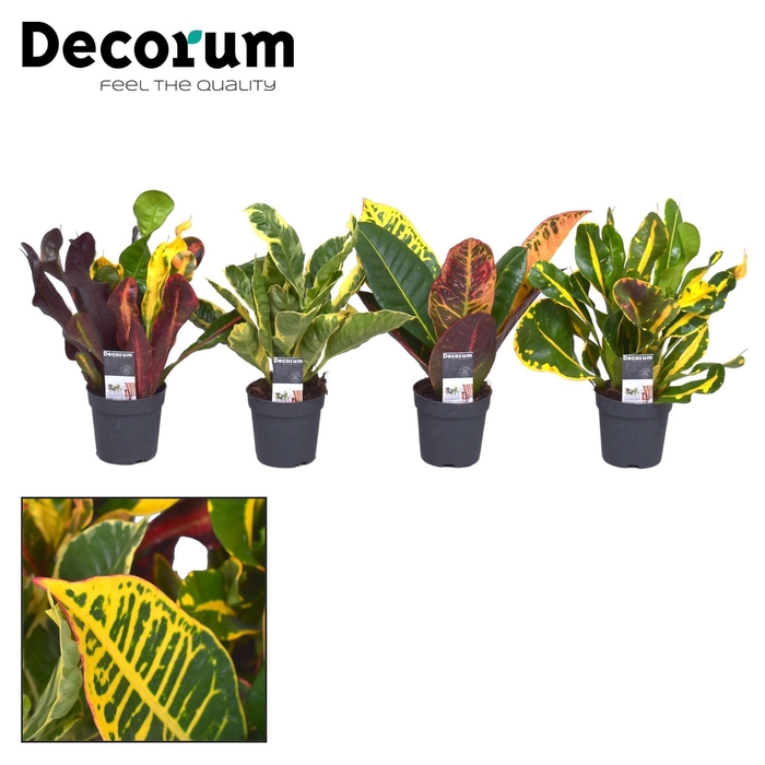 <h4>Croton gemengd kopstek 7 cm (Decorum)</h4>