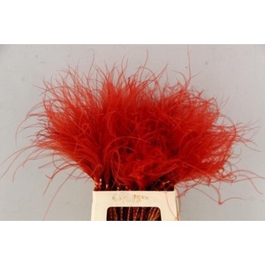 Df Stypha 60cm Bs Red