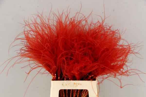 Df Stypha 60cm Bs Red