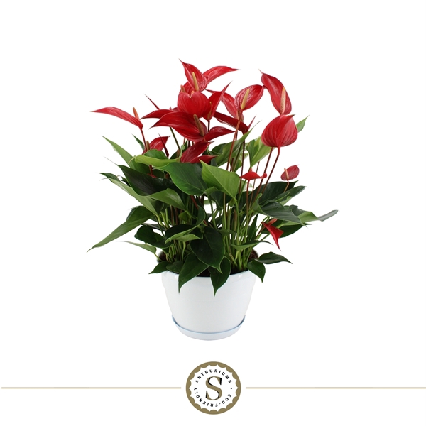 Anthurium Mille Fleurs Roja 20cm Napoli schaal