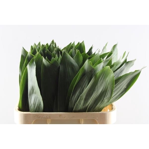 Deco Gr Aspidistra (80 Cm)