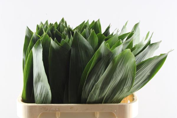 <h4>Deco Gr Aspidistra (80 Cm)</h4>