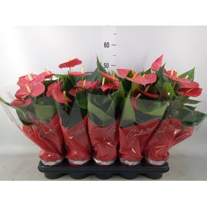 Anthurium andr. 'Esudo'