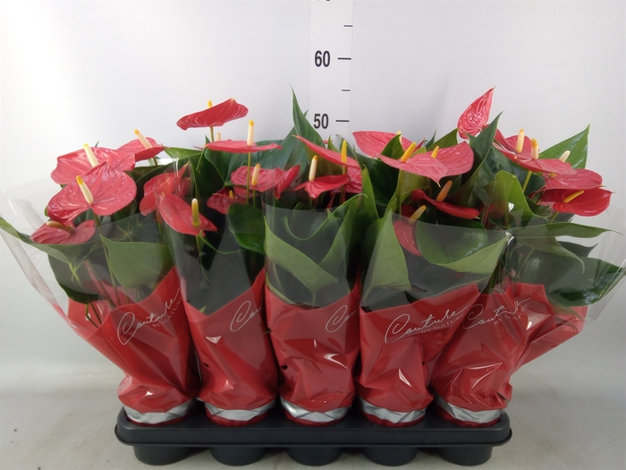 <h4>Anthurium andr. 'Esudo'</h4>