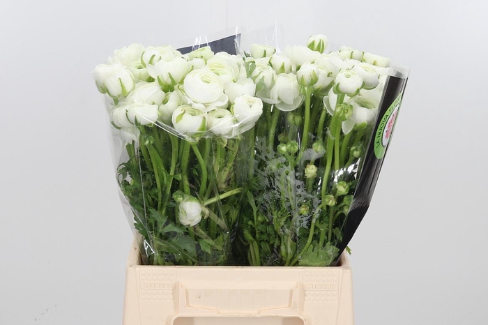 <h4>Ran Elegance White</h4>