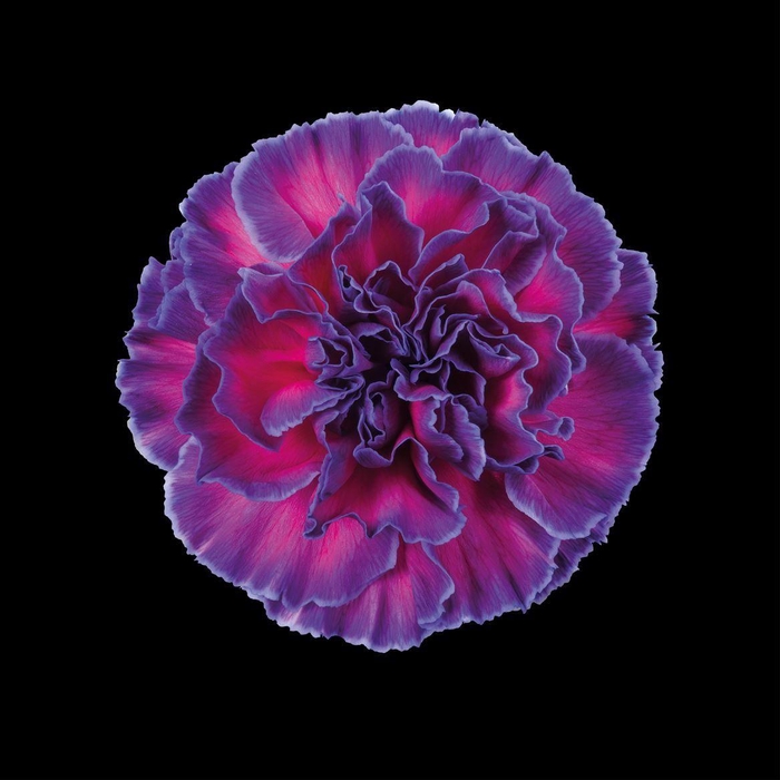 <h4>Dianthus St Expression</h4>