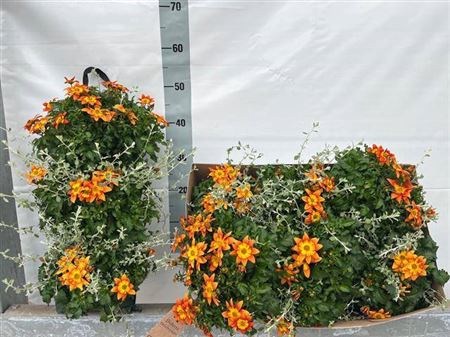<h4>Bidens ferulifolia Bidy Boom Fireside</h4>