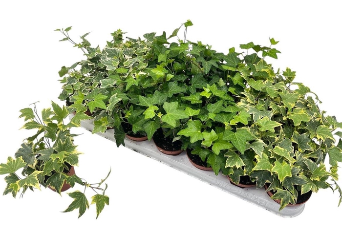 arr8 Hed He Gem 3 Srt