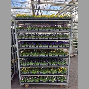 Vio Co Mixk 1 Kleur Per Tray