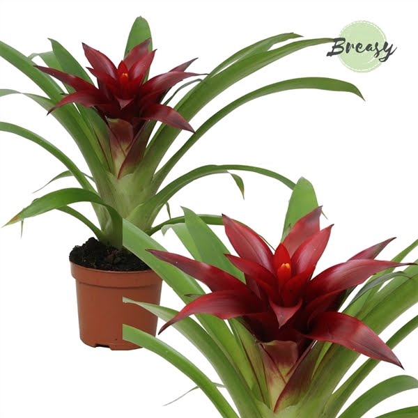 Guzmania Sky