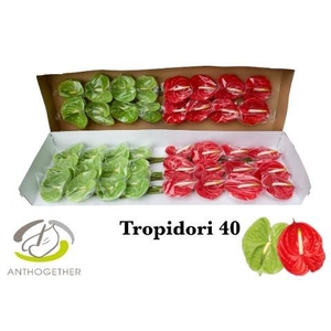 Anthurium Tropidori