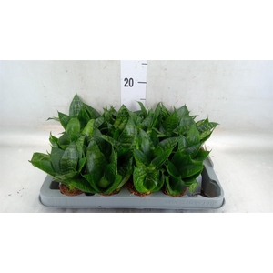 Sansevieria trifa. 'Hahnii'