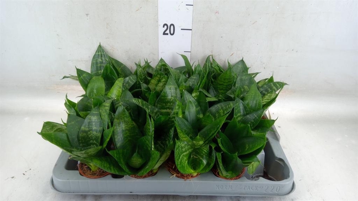 <h4>Sansevieria trifa. 'Hahnii'</h4>