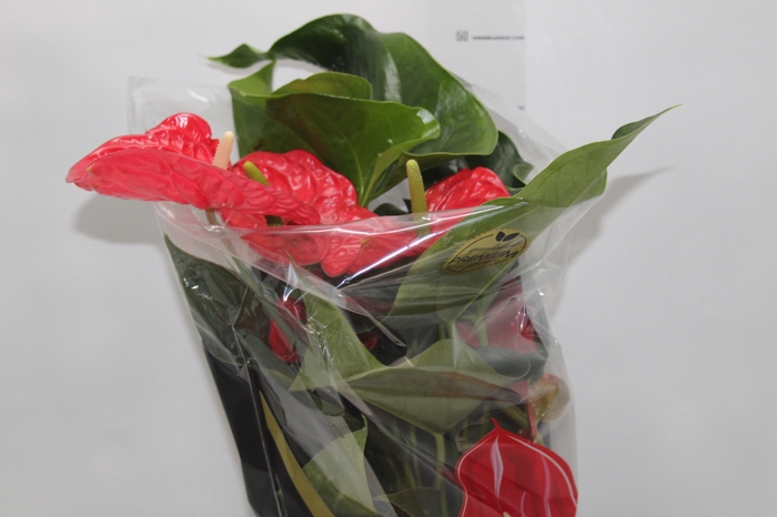 <h4>ANTHURIUM MICHIGAN P17 PREMIUM</h4>