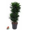 Dracaena Compacta