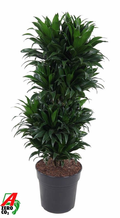 Dracaena Compacta