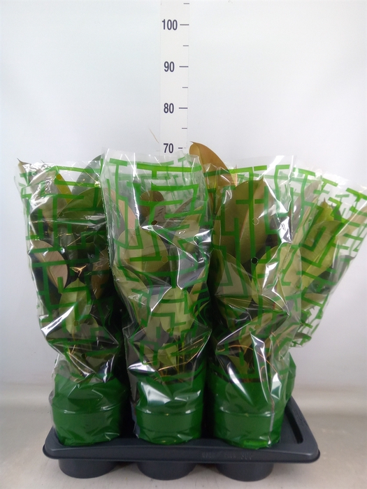 <h4>Ficus elastica 'Robusta'</h4>