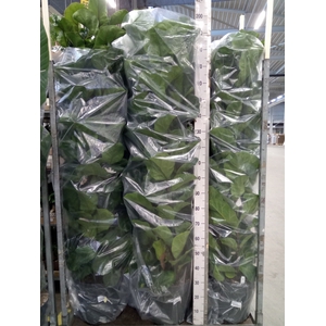 Ficus lyrata 'Bambino'