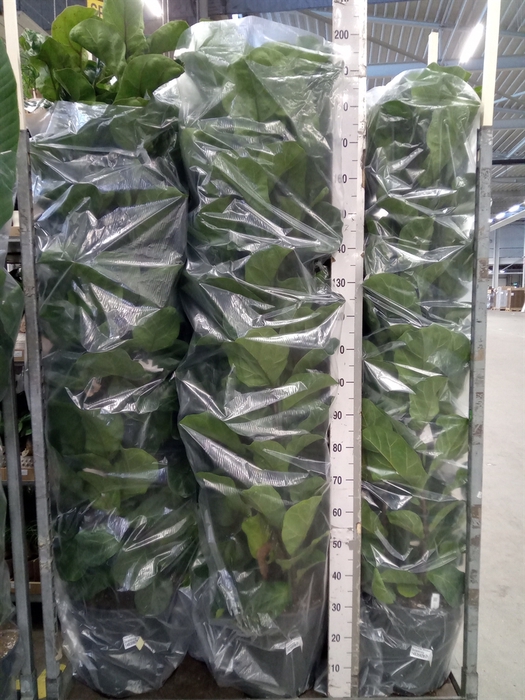 <h4>Ficus lyrata 'Bambino'</h4>