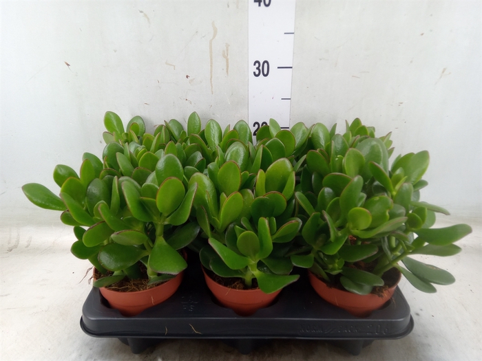 <h4>Crassula ovata</h4>