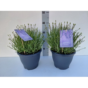 Lavandula angus. 'Essence Pure'