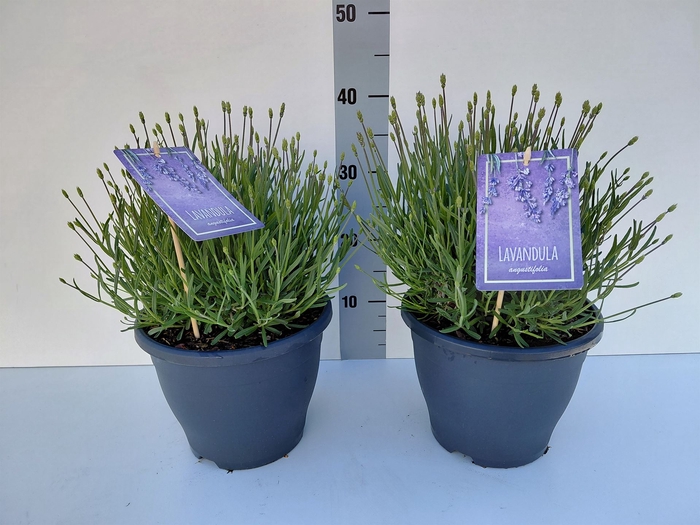 <h4>Lavandula angus. 'Essence Pure'</h4>
