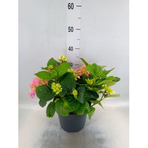 Hydrangea mac. 'Early'