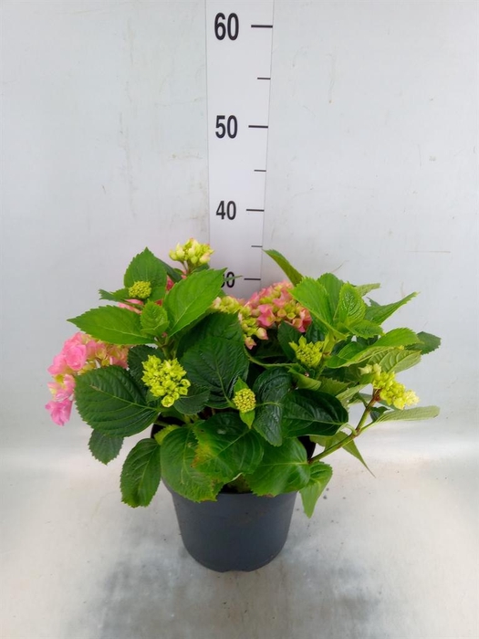 <h4>Hydrangea mac. 'Early'</h4>