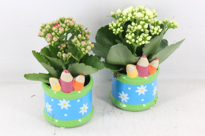 <h4>arr2 JS - Ker. pot pencil - roze/wit</h4>