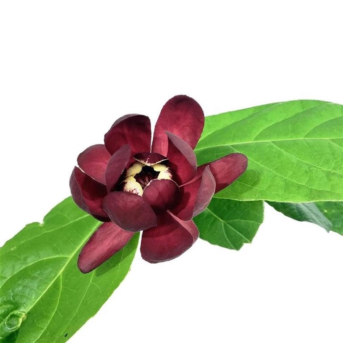 <h4>Calycanthus r. 'Aphrodite'</h4>