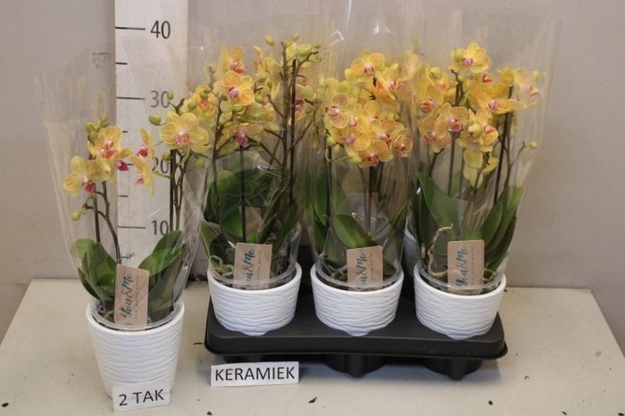 <h4>PHAL MF OV ORANJE</h4>