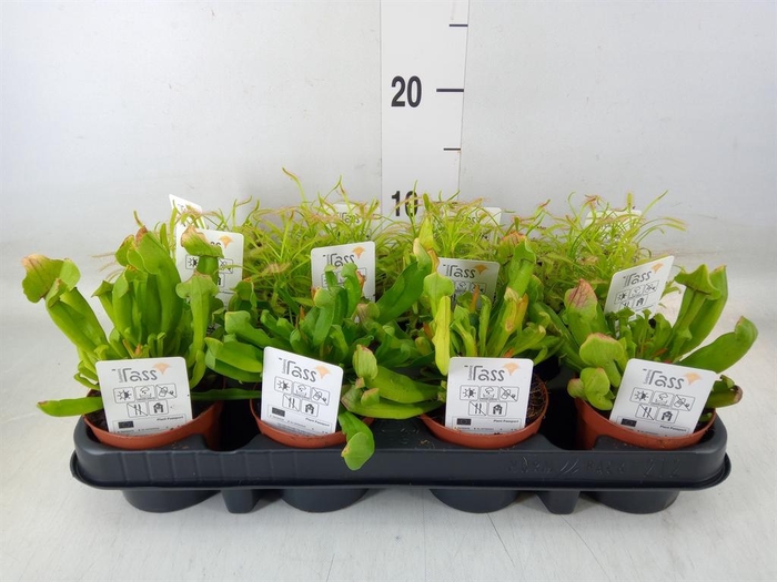 <h4>Dionaea muscipula</h4>