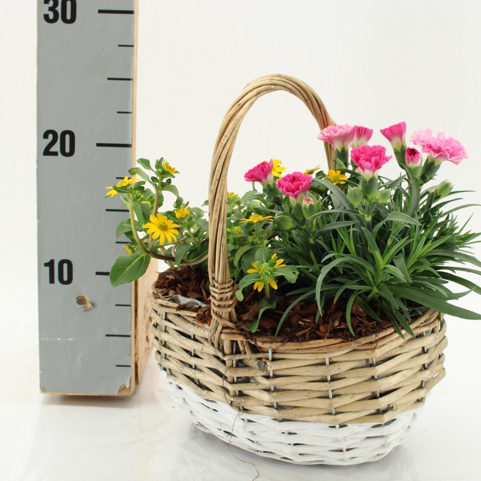 <h4>ARR TUINPLANTEN</h4>
