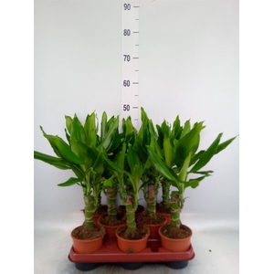 Dracaena frag. 'Steudneri'