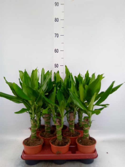 <h4>Dracaena frag. 'Steudneri'</h4>