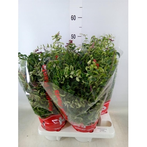 Aeschynanthus  'Twister'