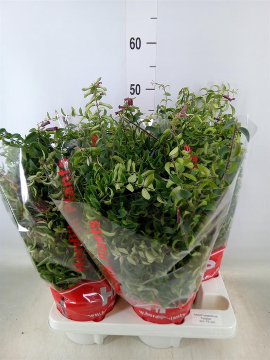 <h4>Aeschynanthus 'Twister'</h4>