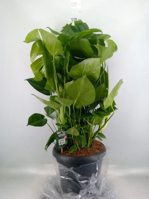 <h4>Monstera delic.</h4>