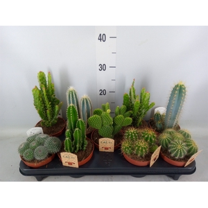 Cactus   ...mix