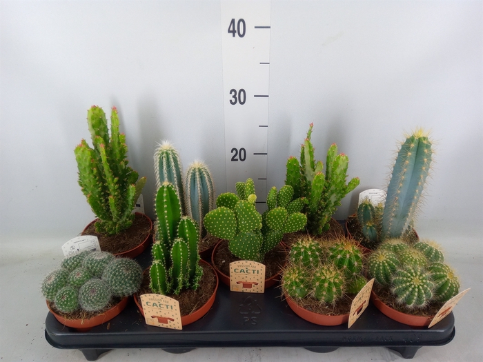 <h4>Cactus   ...mix</h4>