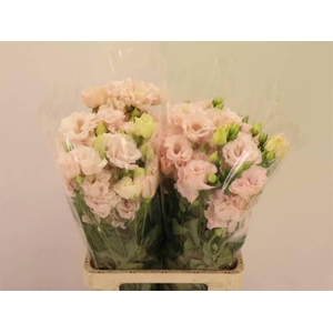 EUS G CORELLI L PINK