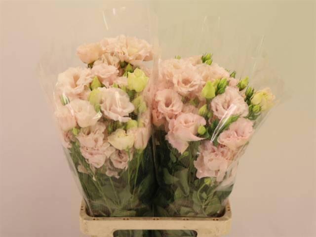 <h4>EUS G CORELLI L PINK</h4>