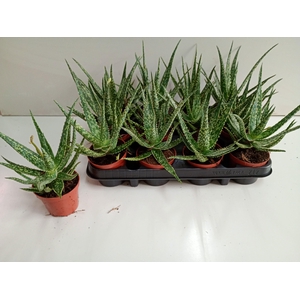 ALOE OV