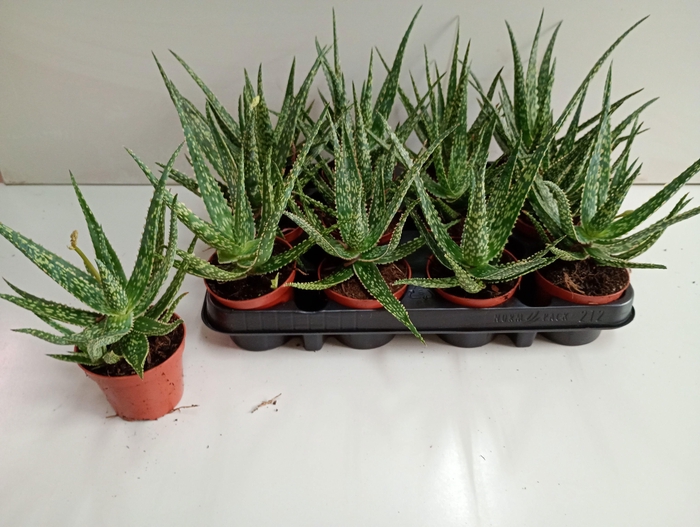 <h4>ALOE OV</h4>